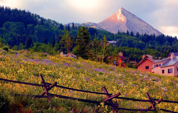 Field, forest, summer, light, flowers, mountains, tops, the fence