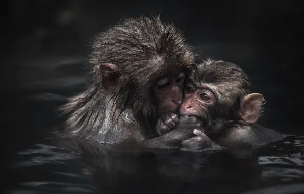 Picture water, cub, monkey, Japanese macaque