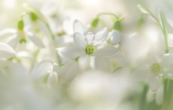 Light, flowers, tenderness, blur, spring, petals, snowdrops, white