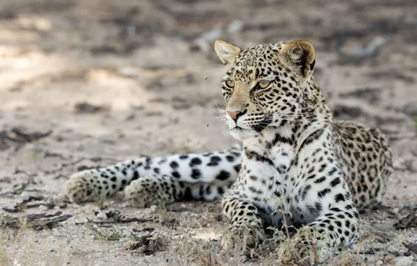 Nature, beast, Kgalagadi leopard