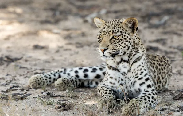 Picture nature, beast, Kgalagadi leopard