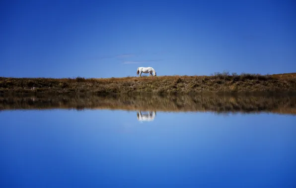 Picture white, the sky, reflection, blue, horse, shore, horse, pond