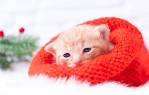 Cat, branches, kitty, hat, baby, red, muzzle, Christmas