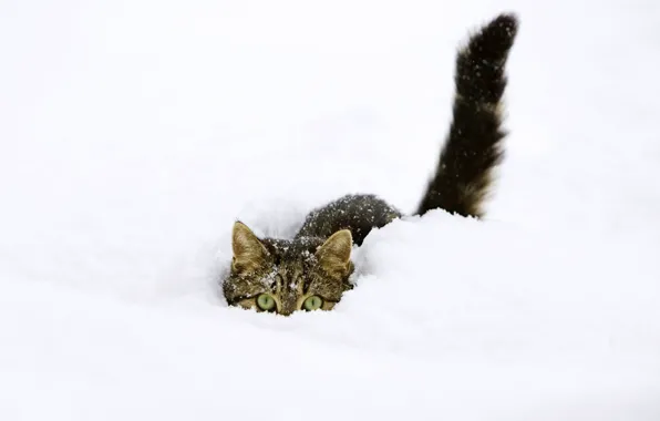 Picture winter, cat, snow, hiding