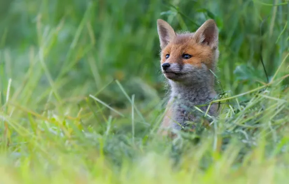 Grass, portrait, baby, Fox, face, Fox, Fox