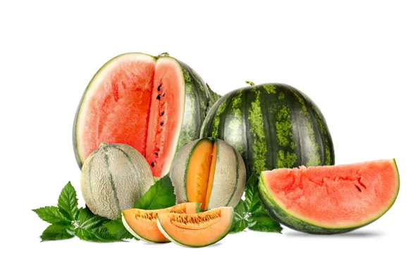 Picture leaves, white background, watermelons, melon