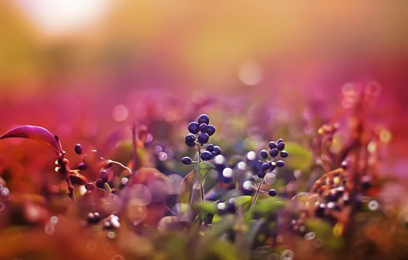 Macro, sunset, pink, berries, bokeh