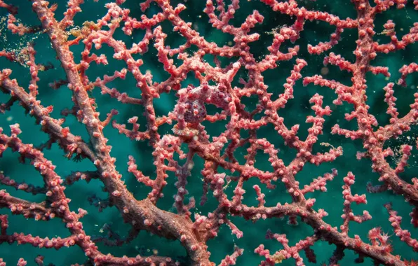 Corals, disguise, seahorse