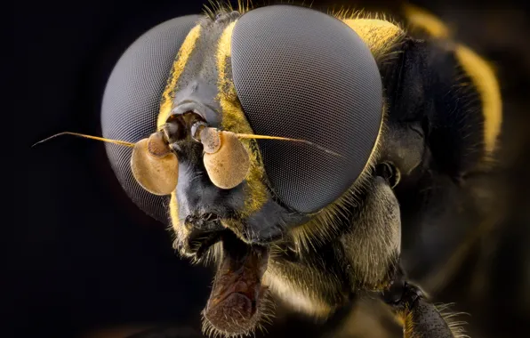 Picture macro, background, insect