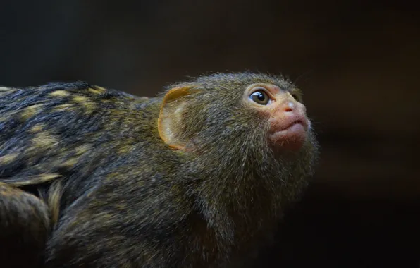 Look, muzzle, monkey, monkeys