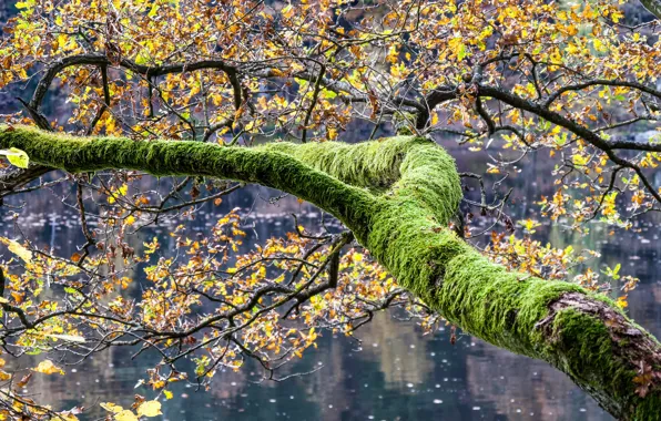 Autumn, leaves, branches, lake, tree, moss, Germany, Bayern