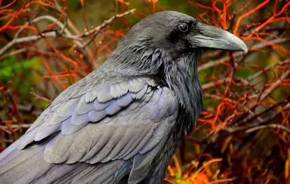 Picture autumn, branches, nature, bird, Raven