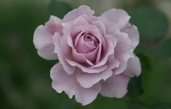 Close-up, rose, petals, lilac