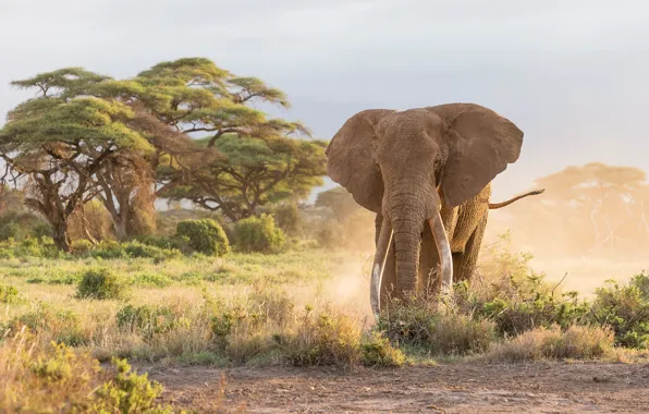 Picture face, trees, nature, elephant, Savannah, tusks