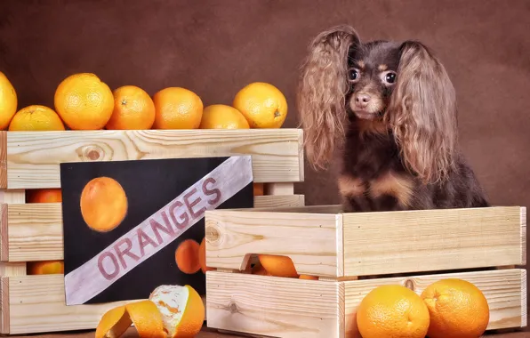 Look, pose, dog, oranges, boxes, box, face, ears