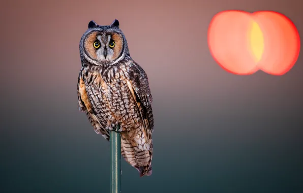 Look, light, nature, glare, background, owl, bird, owl