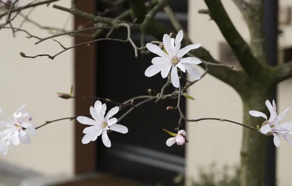 Picture home, flowers, Magnolia, wall, the door, white, flowering, branches