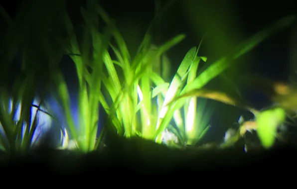 Picture light, plant, aquarium