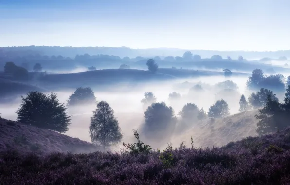 Field, the sky, grass, trees, nature, fog, dawn, hills