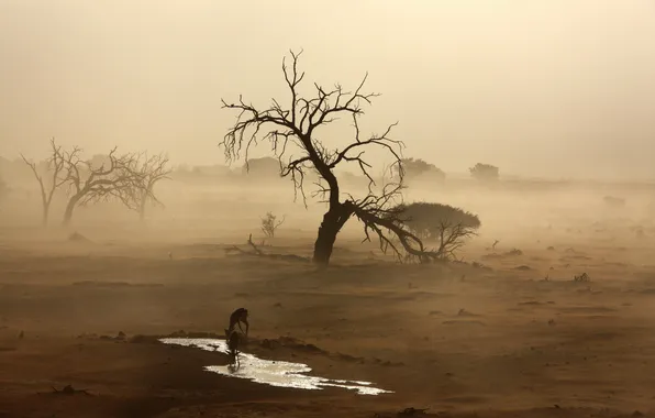Sand, fog, desert, Africa, drink, antelope, Namib