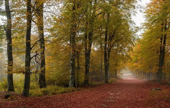Road, autumn, trees, fog
