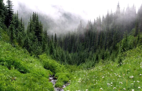 Forest, mountains, fog