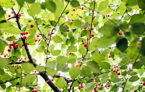 Picture green, trees, nature, leaves, berries, branches