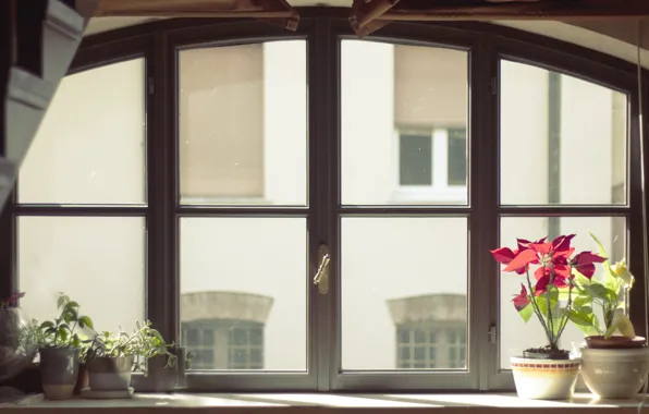 Picture glass, flowers, window, pots