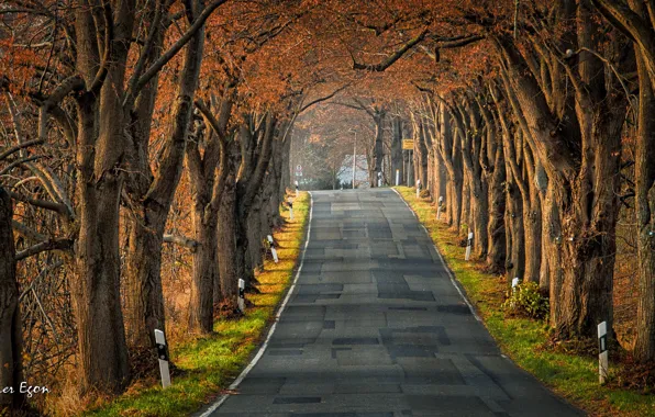 Picture Puddemin, Park, road, Germany, trees, alley, autumn, forest