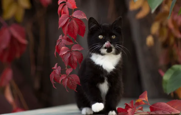 Cat, leaves, kitty, bokeh, cat, Yuriy Korotun