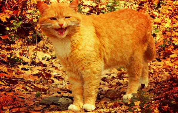 Fox, predator, Cat, red, male, hunting, hunter, 2014
