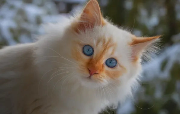White, face, kitty, fluffy, blue eyes, Neva masquerade, red-point