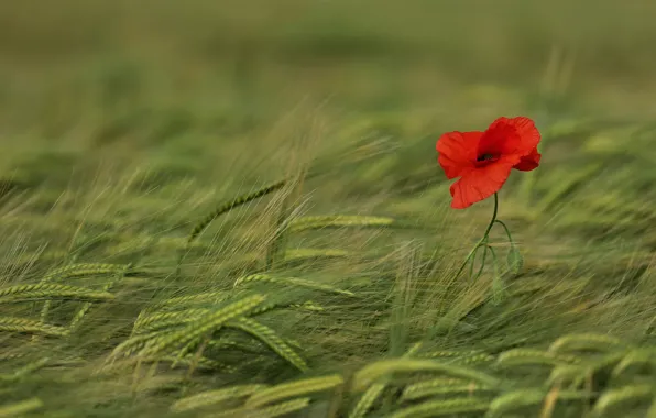 Picture field, flowers, red, one, Mac, rye, Maki, spikelets
