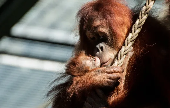 Light, pose, kiss, rope, baby, hugs, monkey, rope