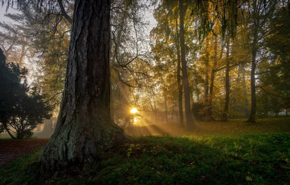 Picture autumn, forest, grass, the sun, light, trees, fog, Park