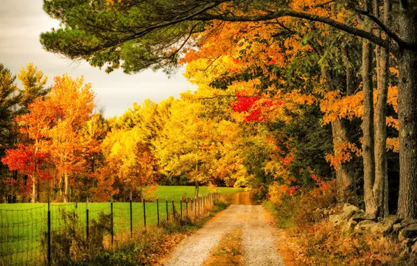 Wallpaper color, road, autumn