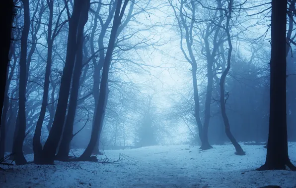 Winter, forest, snow, trees, nature