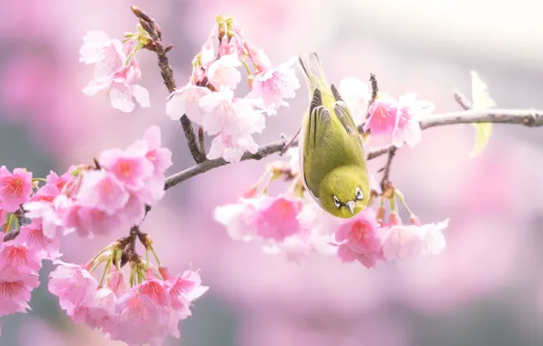Flowers, branches, yellow, background, bird, spring, Sakura, pink