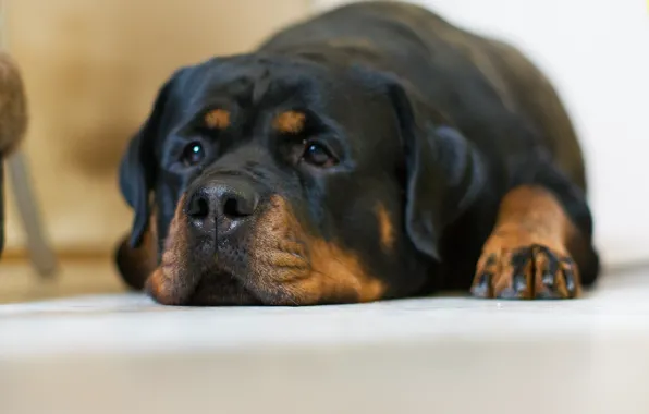 Picture sadness, look, dog, Rottweiler
