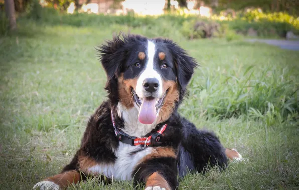 Dogs, spring, puppy, Bernese mountain dog, mountain dog