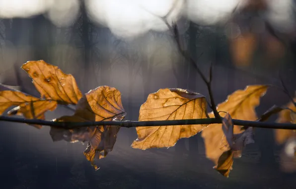 Picture autumn, leaves, nature