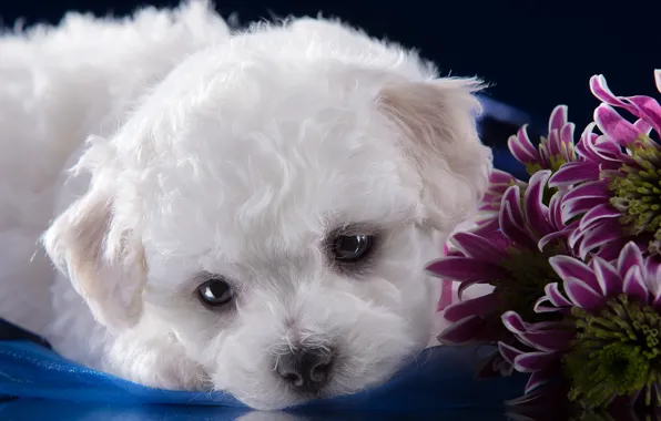 White, muzzle, cute, puppy, chrysanthemum, Bichon Frise
