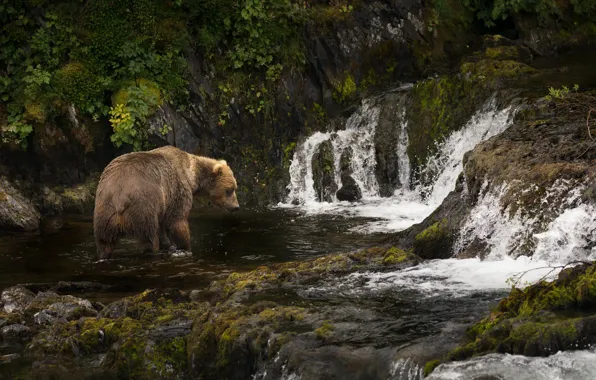 Picture river, Alaska, cascade, Brown bear, Kodiak