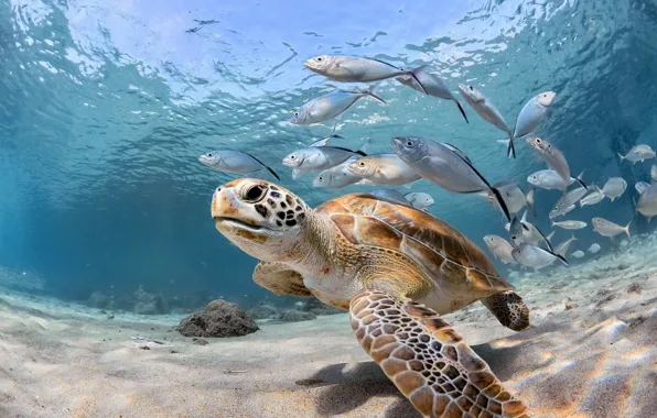 Picture sea, fish, the ocean, turtle, under water
