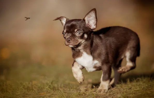 Insect, walk, bokeh, doggie, Chihuahua, dog