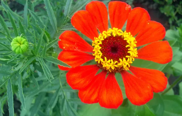 Flower, summer, red, view, beauty, green, major, July