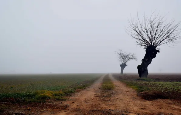 Picture road, fog, tree