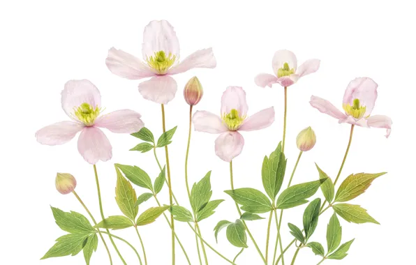 Pink, clematis, clematis