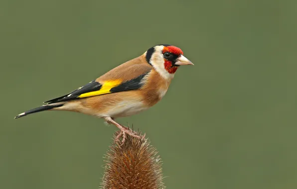 Picture bird, thorn, goldfinch