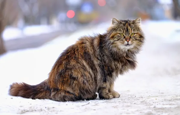 Winter, road, cat, cat, look, snow, the city, grey